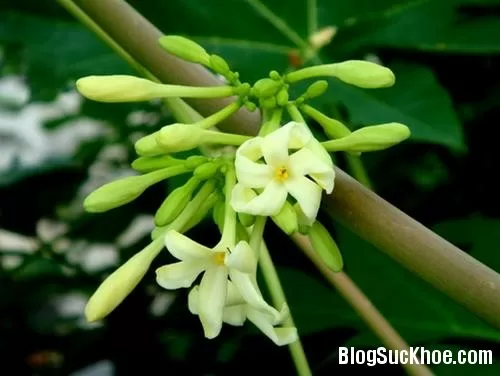 Cây thuốc chữa ho quanh nhà