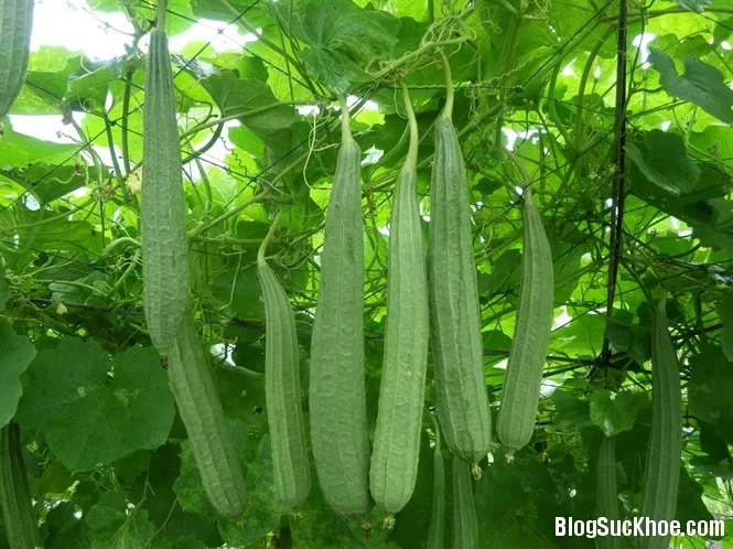 Mướp chữa được những bệnh nào?