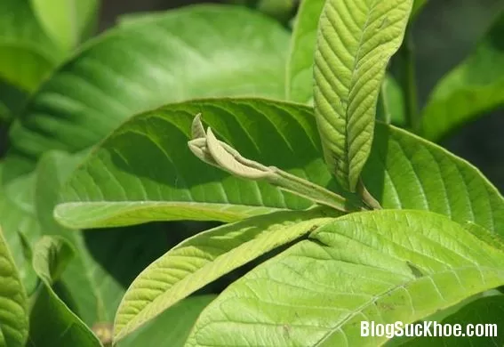 Bài thuốc chữa tiêu chảy trong dân gian