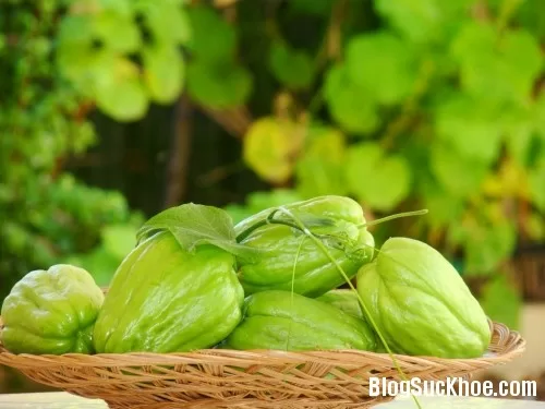 Su su tốt cho phụ nữ mang thai