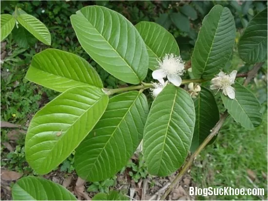 Chữa bệnh tiểu đường bằng lá ổi