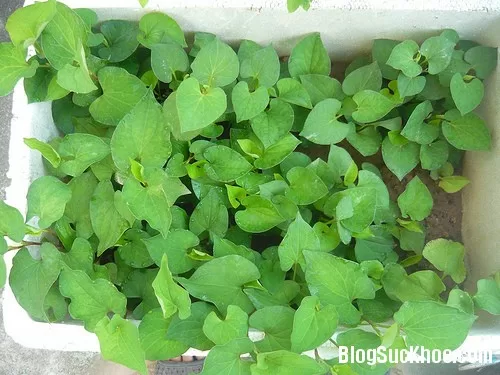 Phương thuốc chữa bệnh dùng dấp cá