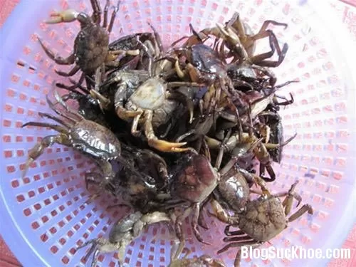 Sai lầm cần tránh khi ăn cua đồng nhiều nhà mắc phải