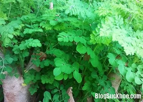 Những người không nên ăn rau chùm ngây