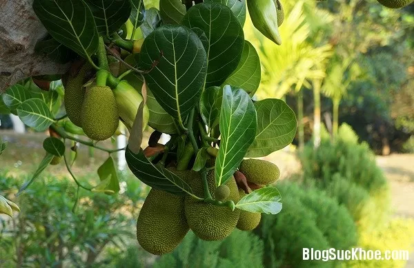 6 bài thuốc giúp mẹ cực lợi sữa
