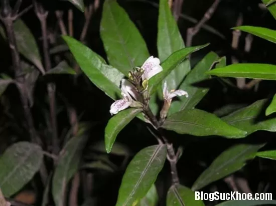 Bài thuốc có vị thanh táo chữa bong gân, sai khớp