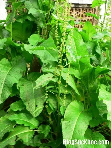Một số bài thuốc thường dùng cây chút chít chữa bệnh