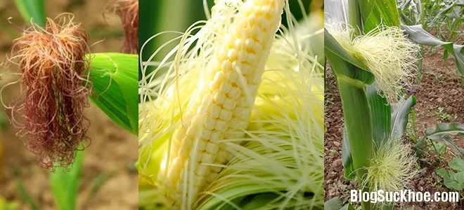 Bài thuốc từ râu ngô trị bách bệnh nhà nào cũng cần