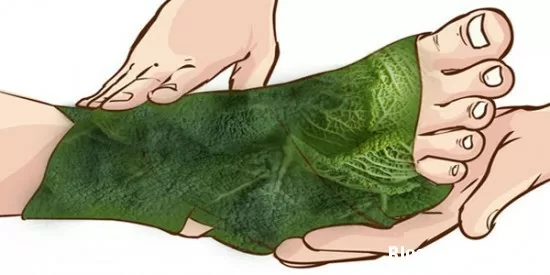 Dùng lá bắp cải quấn quanh chân giúp trị đau khớp