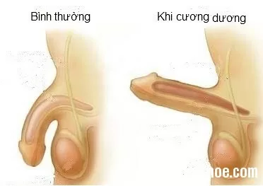Những bí mật ít người biết về "cậu nhỏ"