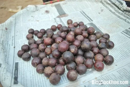 Bài thuốc dân gian từ cây bồ quân