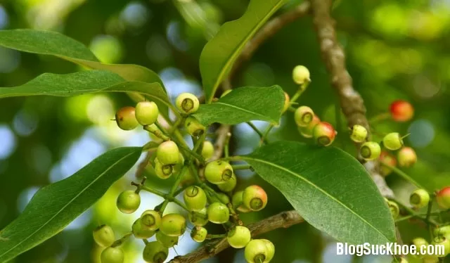 Các loại lá chữa bệnh viêm đại tràng