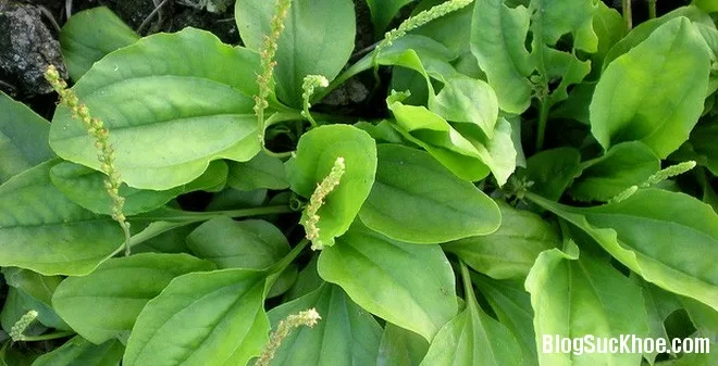 Những bài thuốc chữa bệnh từ cây mã đề