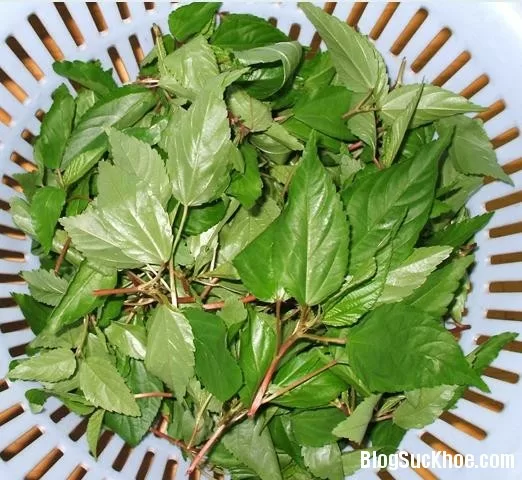 Rau đay nhuận tràng, chữa táo bón