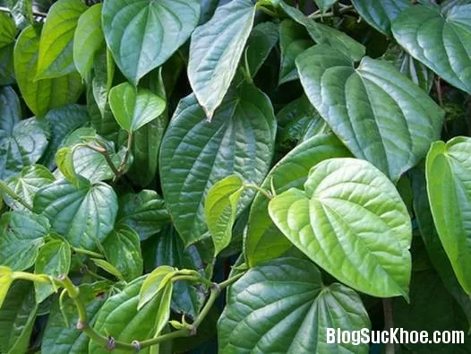 Kinh nghiệm dùng trầu chữa bệnh trong dân gian