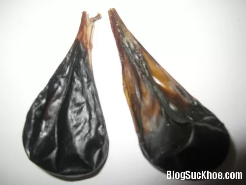 Tiên dược chữa bệnh từ mật lợn