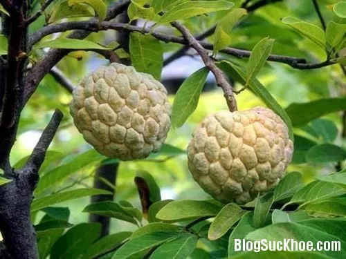 Chữa nhiều bệnh bằng quả na điếc