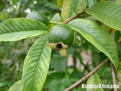 Khử sạch mùi hôi miệng nhanh chóng bằng lá ổi