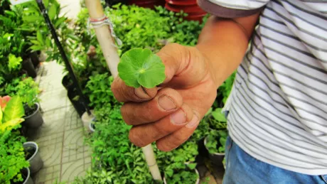 Cây phong thủy giá cao mang lại may mắn