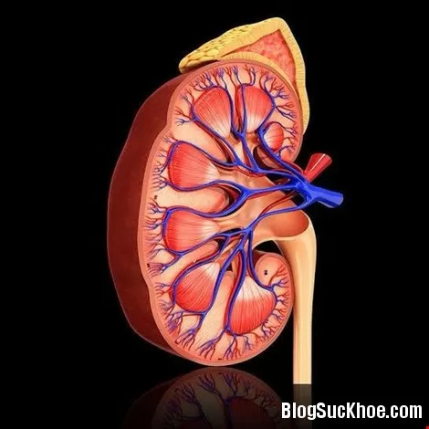 6 dấu hiệu cho biết thận có vấn đề