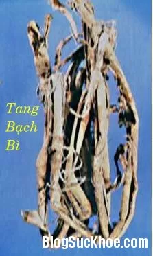 Vỏ rễ dâu trị bệnh