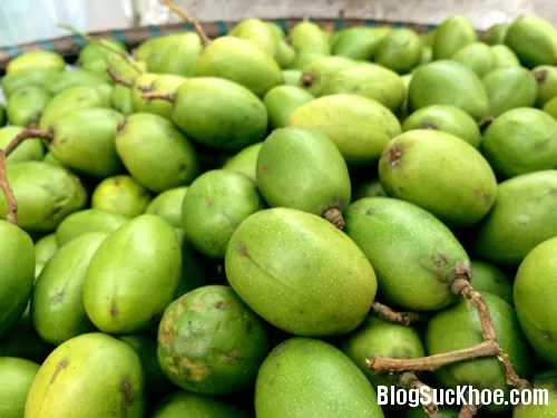 Một số lợi ích của cóc đối với cơ thể