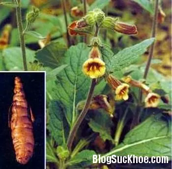 Bài thuốc chữa bệnh vùng kín