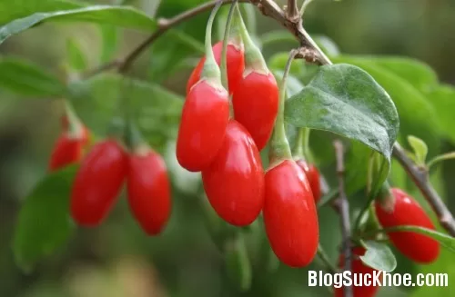 Ăn gì bổ gan?