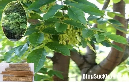Đừng nhầm lẫn hai vị thuốc trần bì và tần bì