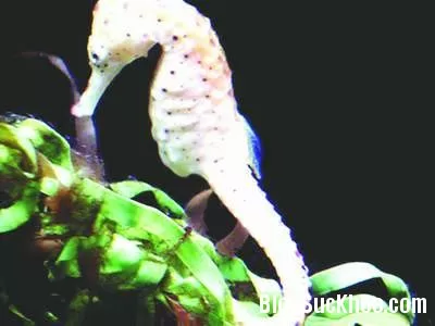 Món ăn - bài thuốc cho chị em lãnh cảm