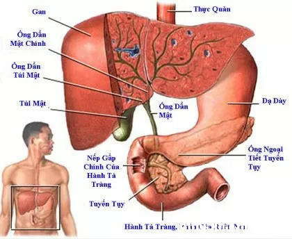 Nguyên nhân gây bệnh nang gan