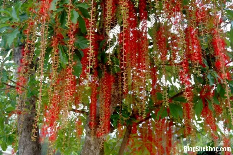 Công dụng trị bệnh từ cây lộc vừng