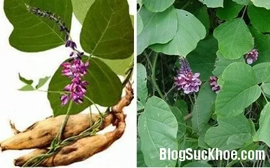Bài thuốc chữa cảm sốt, đau đầu, nhức mỏi