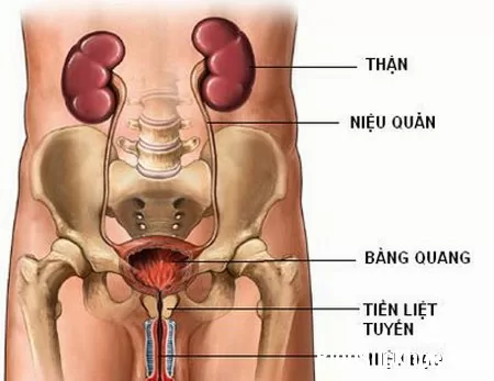 Ngừa rối loạn tiểu tiện do bệnh đường tiết niệu