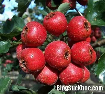 Phương pháp trị rối loạn tiêu hóa