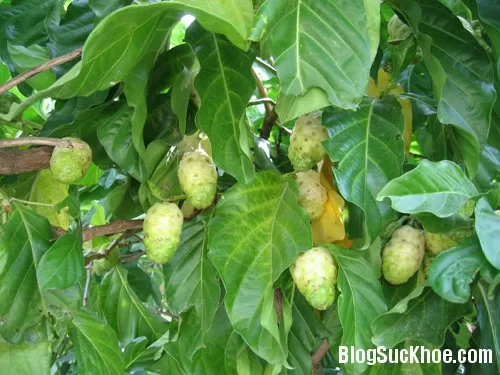 Rễ nhàu làm thuốc