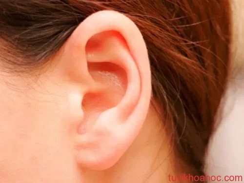 Các dự báo thông qua tướng tai