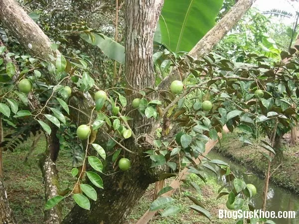 Tât tần tật công dụng từ quả tới thân và lá của cây vú sữa