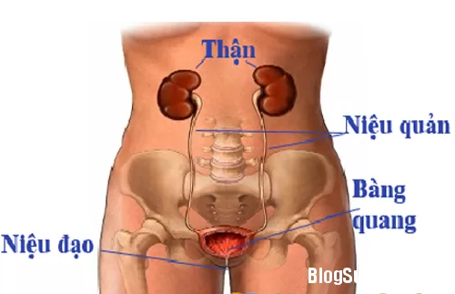 Phòng ngừa viêm đường tiết niệu khi mang thai