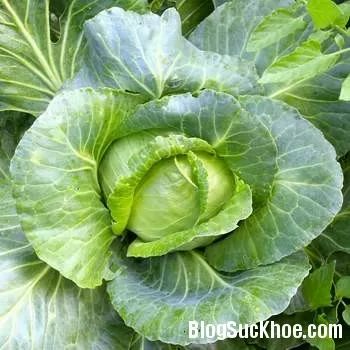 Bắp cải có tác dụng chữa bệnh như thế nào?