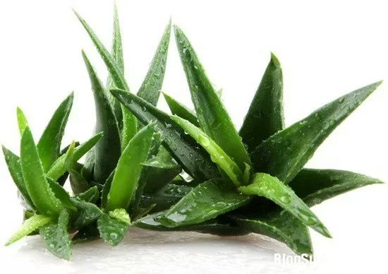 "Thần dược" đẩy lùi lão hóa da, tốt cho sức khỏe bạn nên dùng ngay