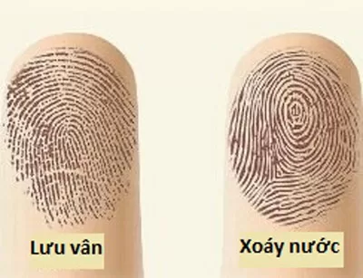 Xem tướng quý nhân phù trợ qua hoa tay