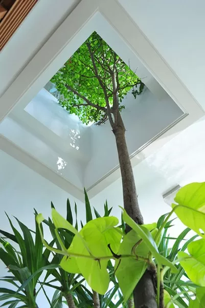 Tham quan ngôi nhà ống 76m2 với hồ bơi trên sân thượng