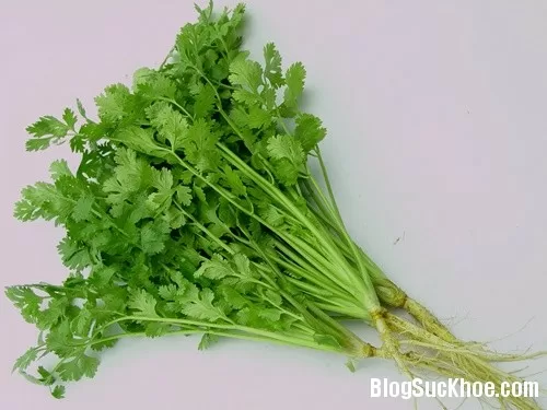 Những người không nên ăn rau mùi