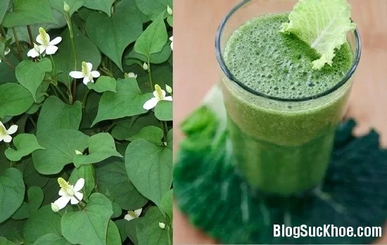 Công dụng thần kỳ của rau diếp cá đối với bà bầu