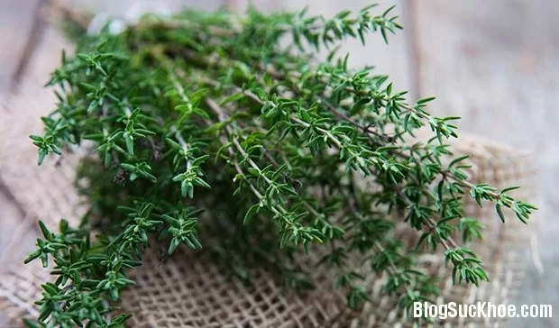 Một số cách dùng xạ hương làm thuốc