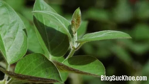 Chữa viêm đại tràng bằng lá mơ lông