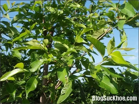 Lá vối tốt thế nào đối với bệnh nhân gút?