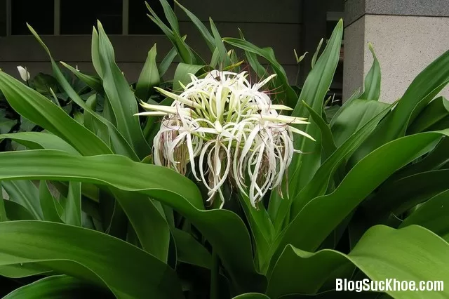 Chữa đau lưng bằng đông y