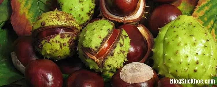 5 công dụng của hạt dẻ ngựa